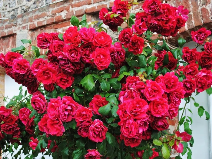 veules-les-roses-30717-23_w1000 (900x725, 199Kb)