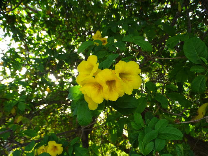 DSC00089 (700x525, 555Kb)