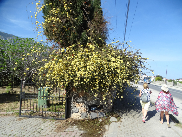 DSC00105 (700x525, 577Kb)