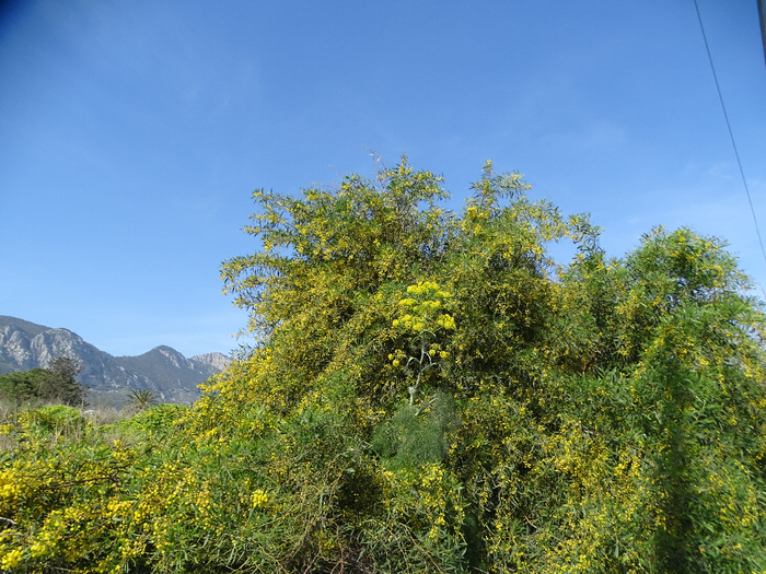 DSC00109 (700x525, 550Kb)