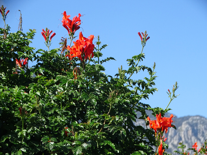 DSC00030 (700x525, 551Kb)