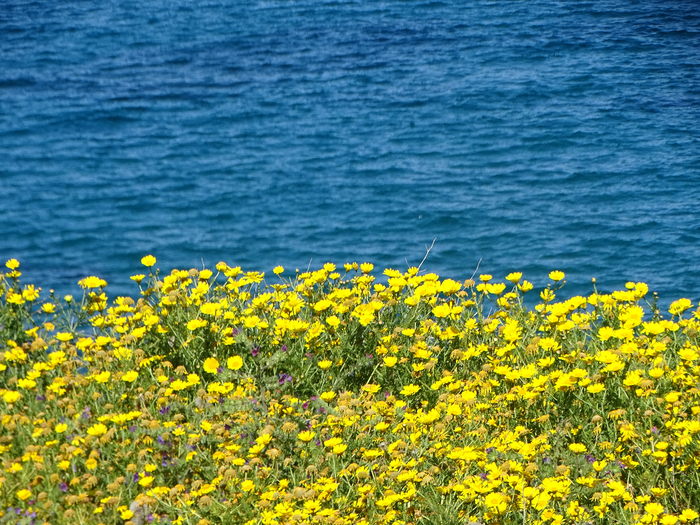 DSC00055 (700x525, 619Kb)