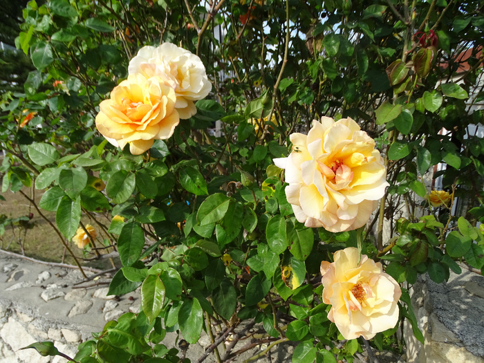 DSC00081 (700x525, 560Kb)