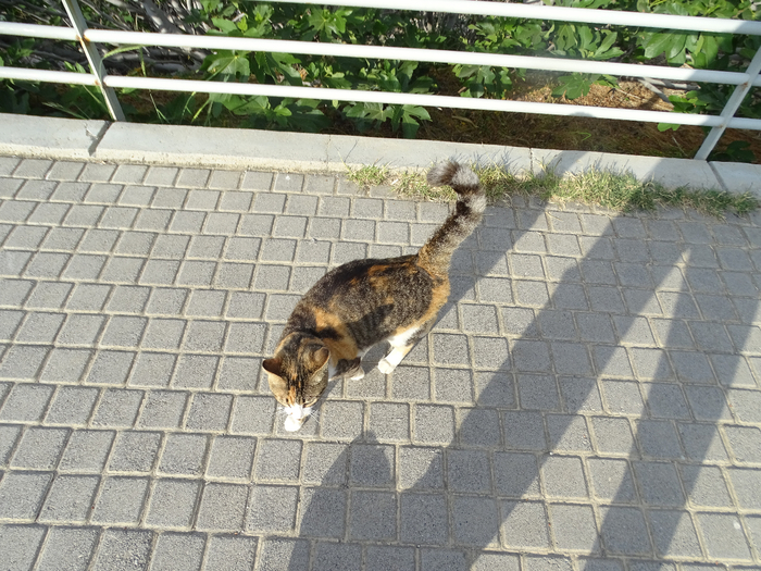 DSC00123 (700x525, 471Kb)