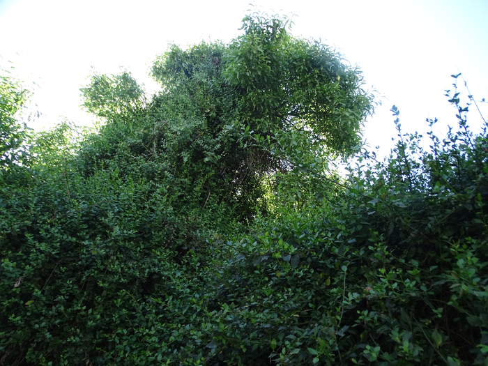DSC00146 (700x525, 502Kb)