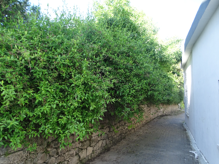 DSC00151 (700x525, 559Kb)