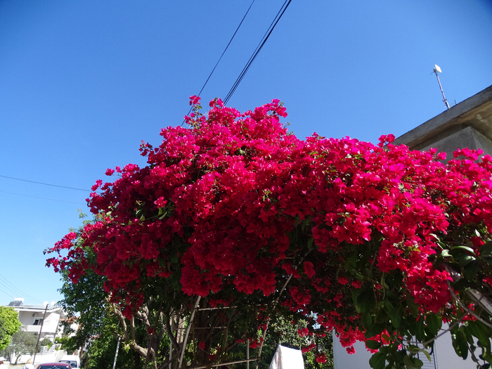 DSC00167 (700x525, 495Kb)