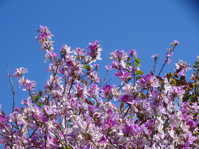 DSC00170 (700x525, 558Kb)