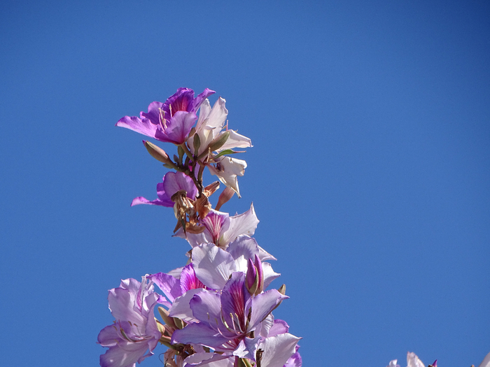 DSC00171 (700x525, 304Kb)