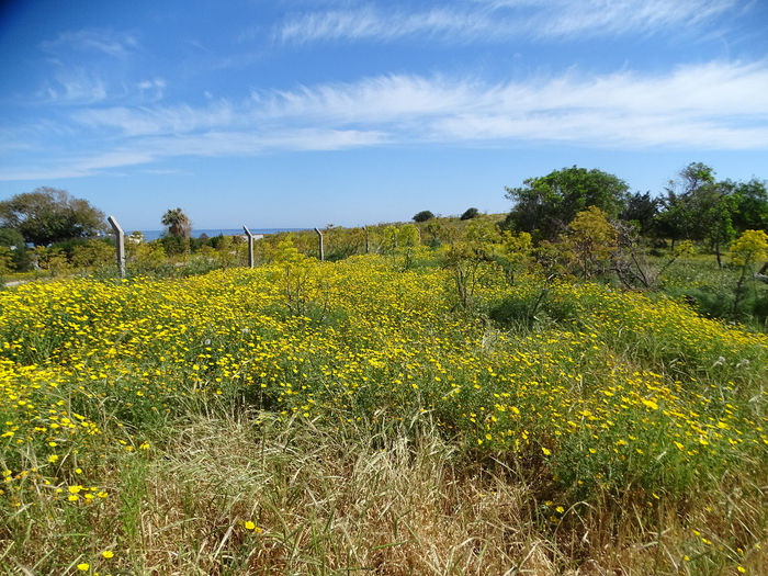 DSC00188 (700x525, 593Kb)