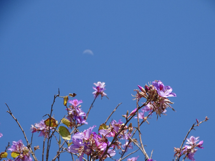 DSC00016 (700x525, 328Kb)