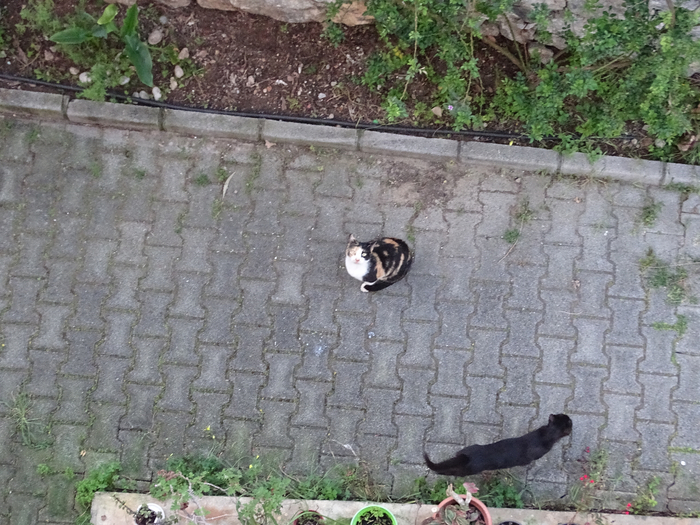 DSC00063 (700x525, 450Kb)