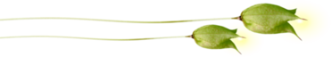 4138752_oie_13144140Sj7aJLJi1 (372x64, 22Kb)