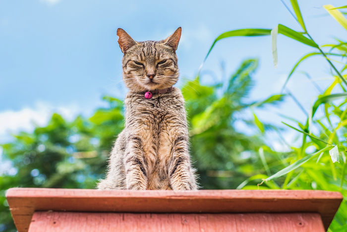 151546426_CatsParadiseontheislandofLanai02 (700x467, 347Kb)