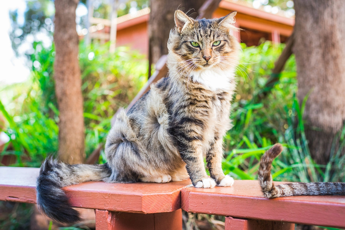 151546431_CatsParadiseontheislandofLanai08 (700x467, 423Kb)