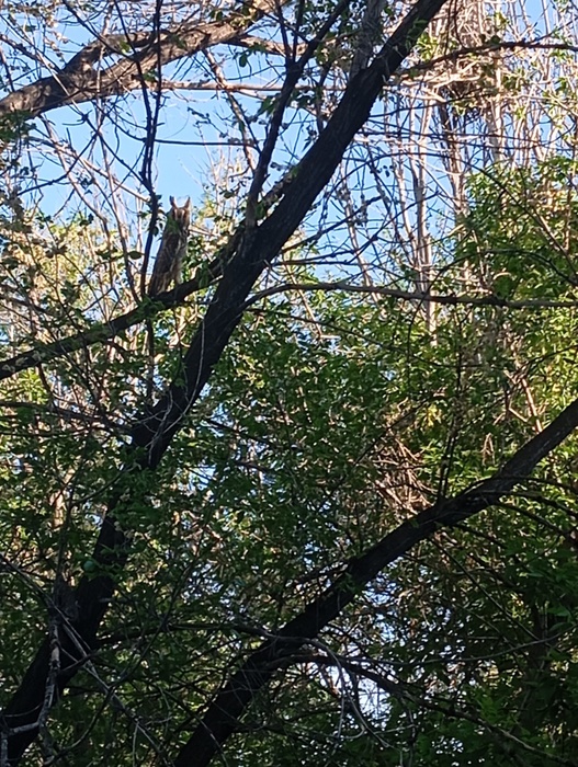 IMG_20250513_172043 (527x700, 259Kb)
