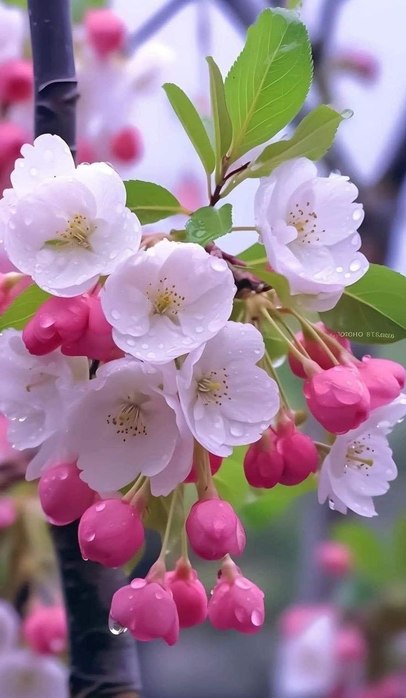 IMG_20250515_174147_932[1] (406x700, 54Kb)