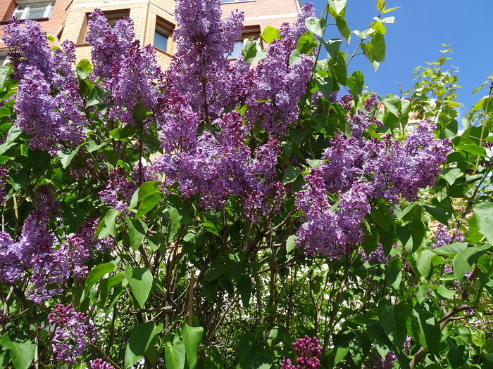DSC02257 (700x525, 268Kb)