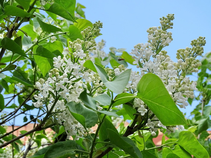 DSC02274 (700x525, 168Kb)