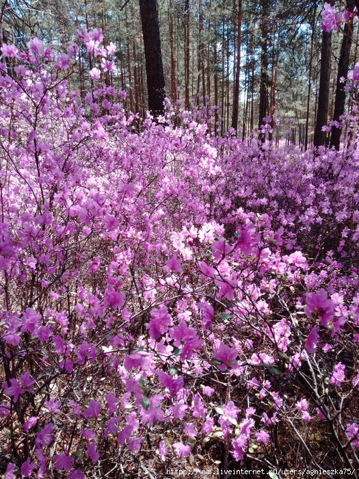 IMG_2025-05-15-12-37-34-138 (525x700, 538Kb)