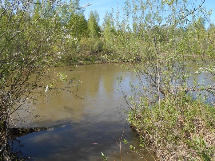 4533467_DSCN75871 (700x524, 206Kb)