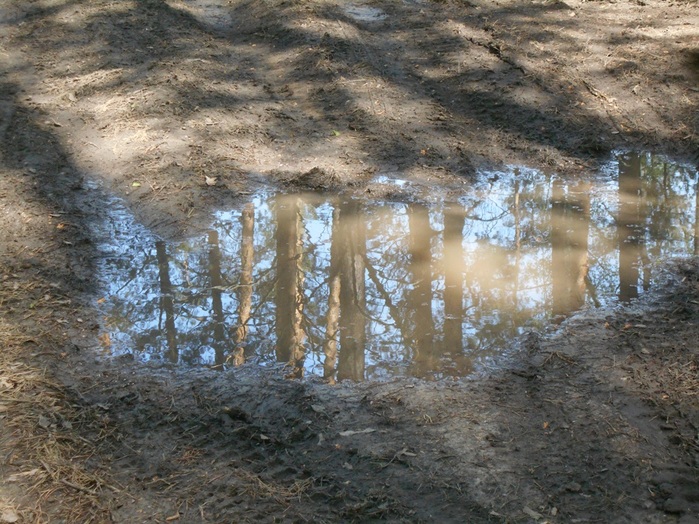 4533467_DSCN75711 (700x524, 186Kb)