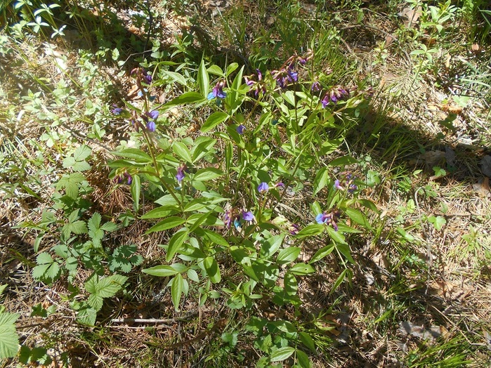 4533467_DSCN75751 (700x524, 270Kb)