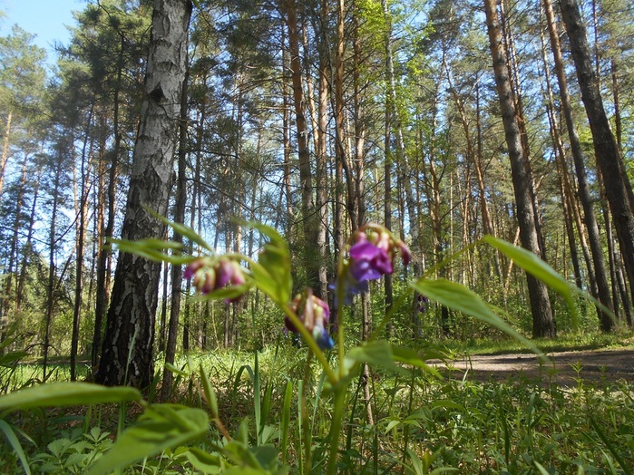 4533467_DSCN75811 (700x524, 230Kb)