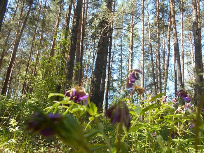 4533467_DSCN75851 (700x524, 235Kb)