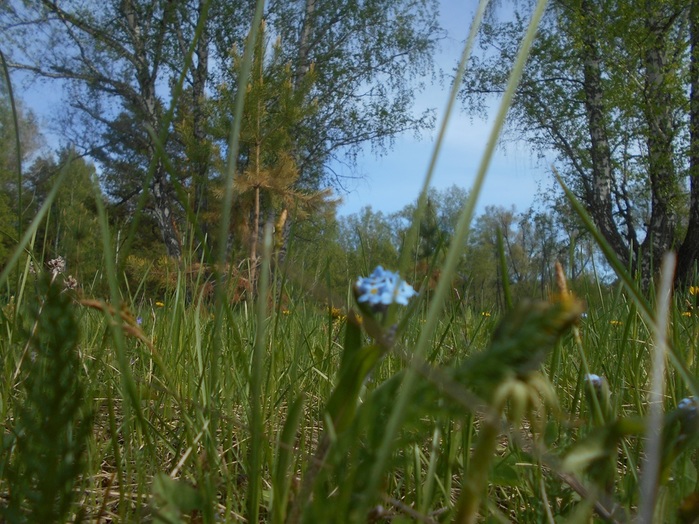 4533467_DSCN75911 (700x524, 165Kb)