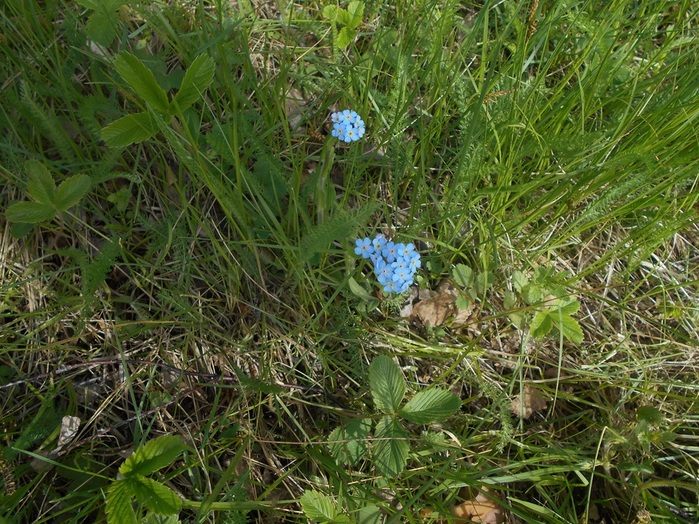 4533467_DSCN75971 (700x524, 218Kb)