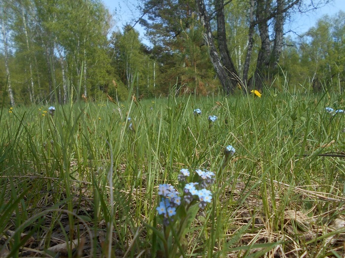4533467_DSCN76001 (700x524, 197Kb)
