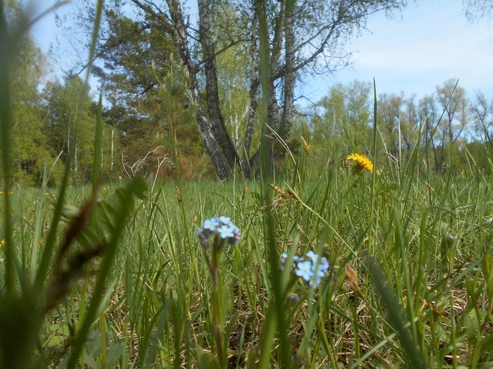 4533467_DSCN76021 (700x524, 176Kb)