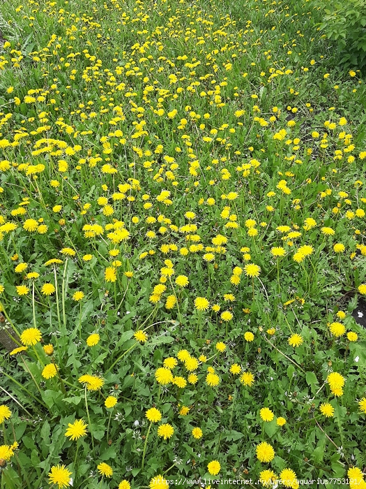 20250515_115402 (525x700, 574Kb)