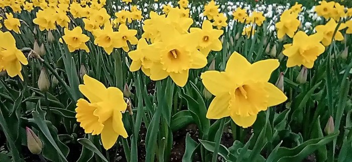 7 (700x322, 93Kb)