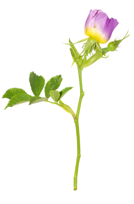      (74) (461x700, 122Kb)