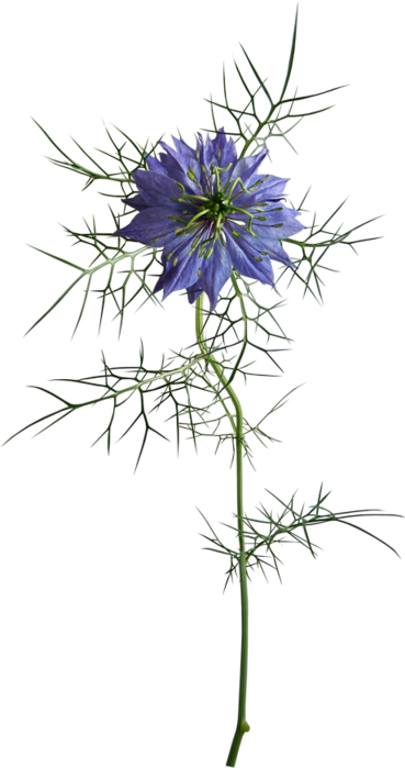      (53) (369x700, 206Kb)