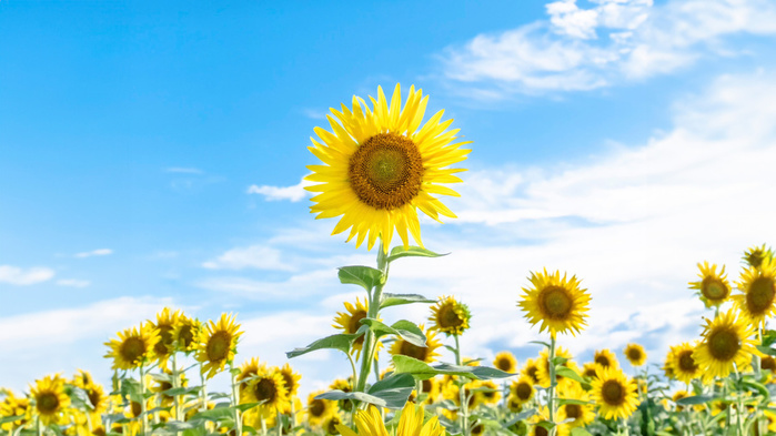 sky_blue_sunflowers (700x393, 129Kb)