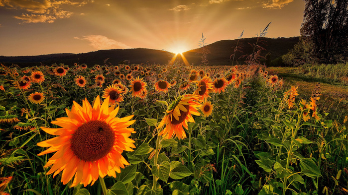 summer_golden_sky_glow_rays (700x393, 240Kb)