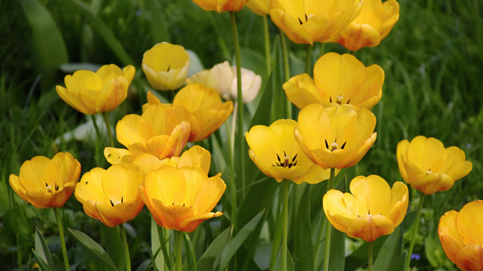 _Flowers_Yellow_tulips (700x393, 125Kb)