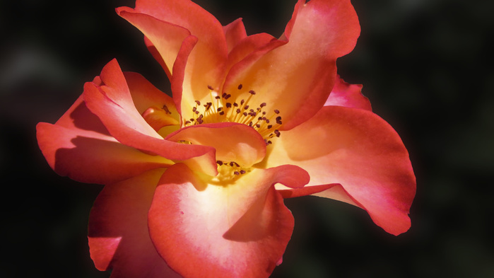 ___macro_rose (700x393, 81Kb)