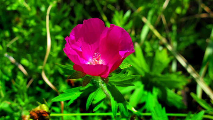 _Flower_Leaves (700x393, 133Kb)