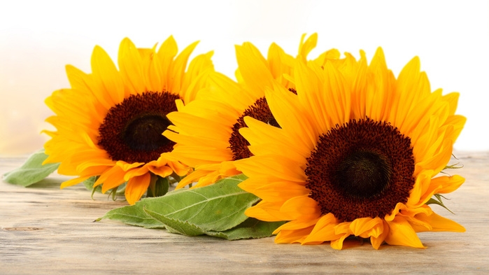 _flowers__yellow (700x393, 127Kb)