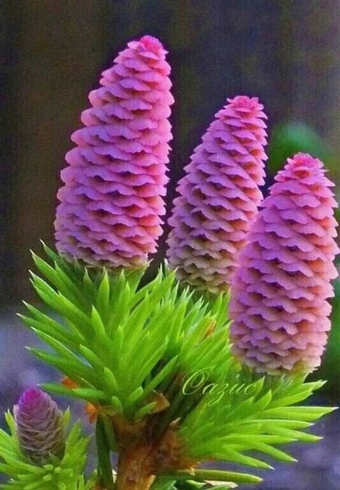 4743317_image20200313 (486x700, 248Kb)