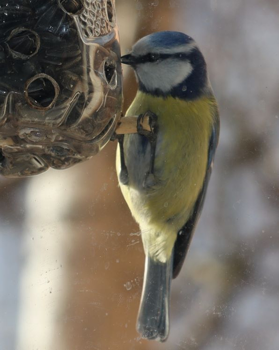 IMG_4699 (559x700, 270Kb)