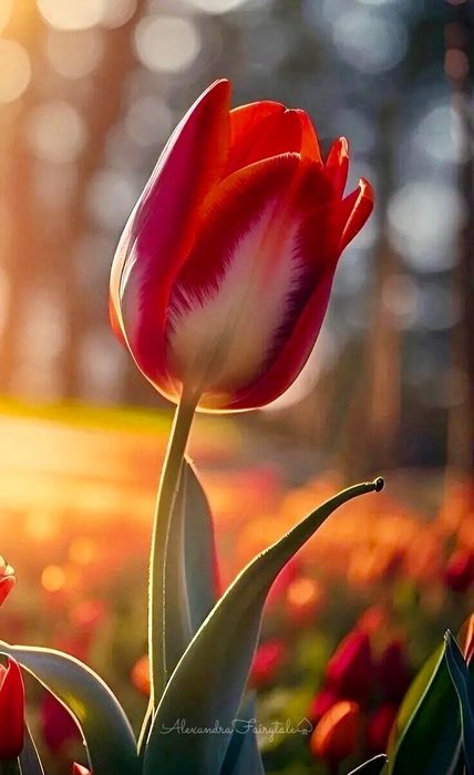 IMG_20250405_165637 (428x700, 41Kb)