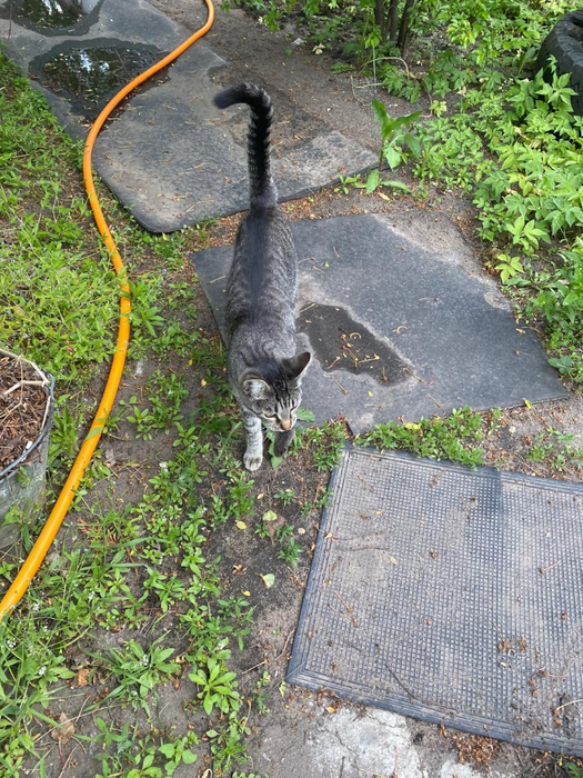 IMG-20250519-WA0003 (525x700, 548Kb)