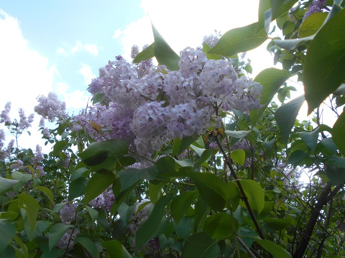 4533467_DSCN76151 (700x524, 137Kb)