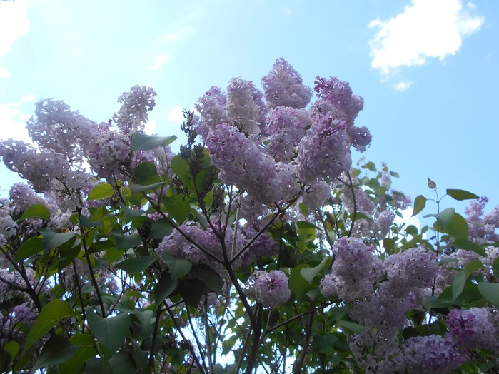 4533467_DSCN76171 (700x524, 140Kb)