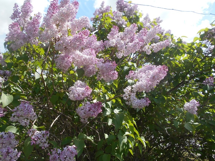 4533467_DSCN76231 (700x524, 215Kb)